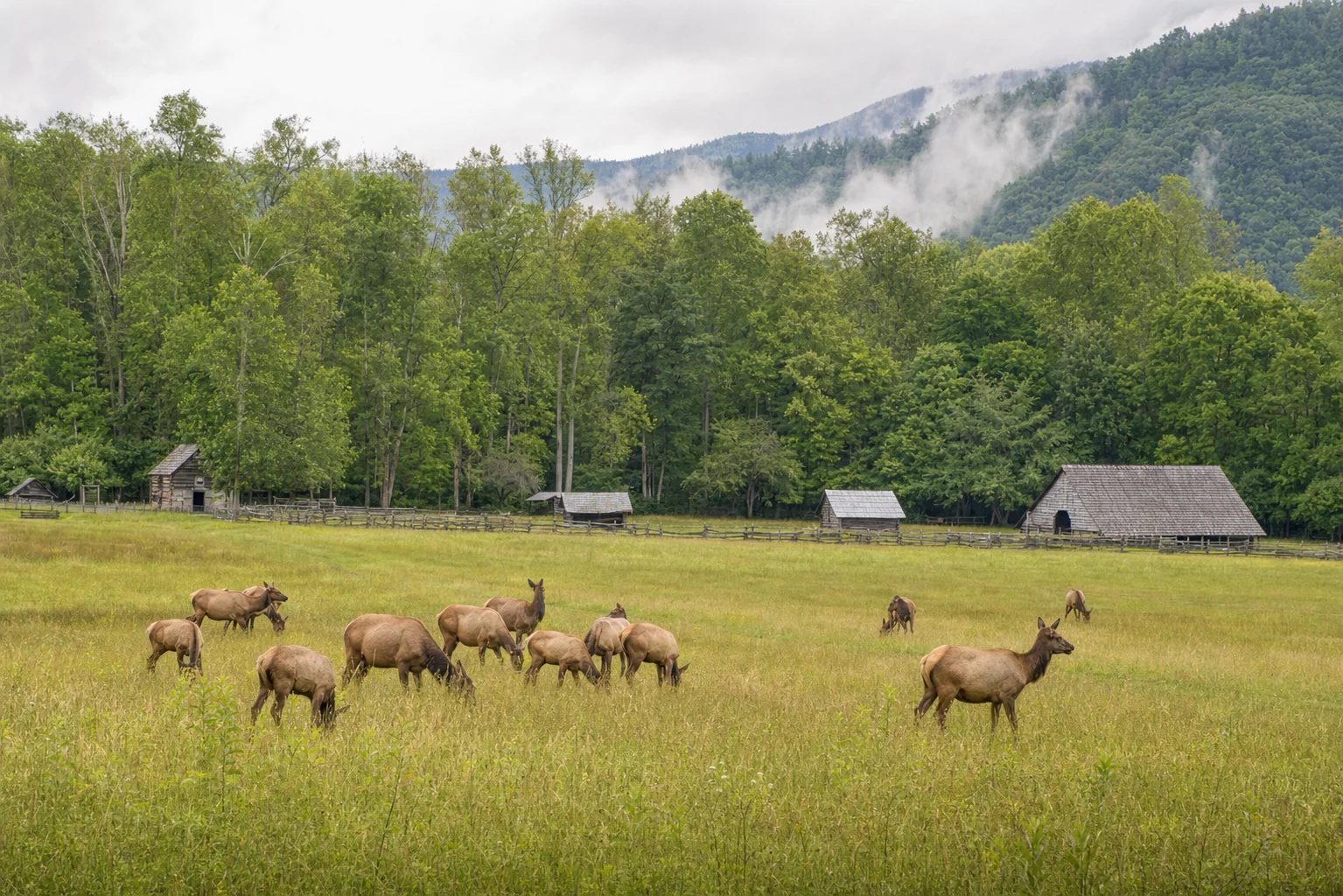 Elk watching in the Smokies
