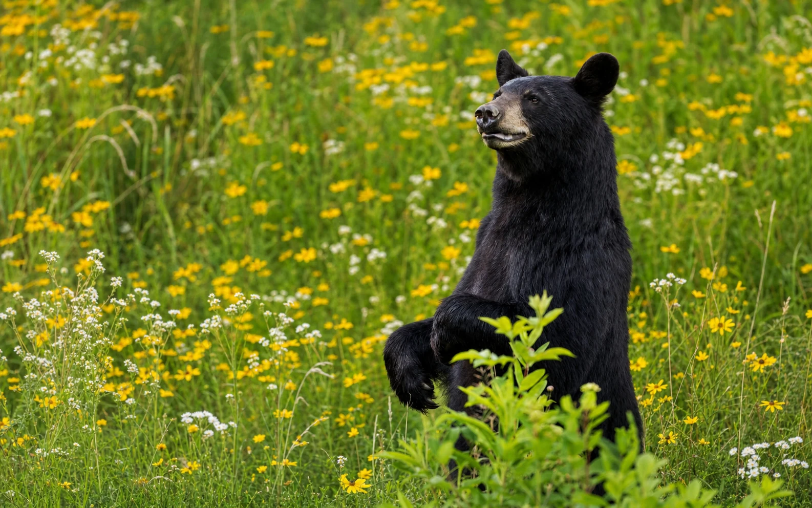 Smokies wildlife viewing